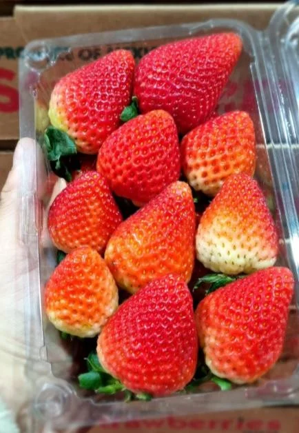 Fresas Berry Amore recién empacadas