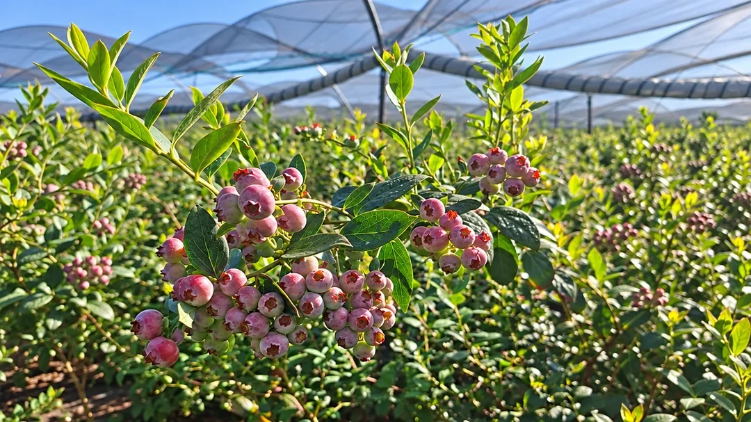 Arbustos de arándano con fruta madurando bajo la malla de nuestro campo