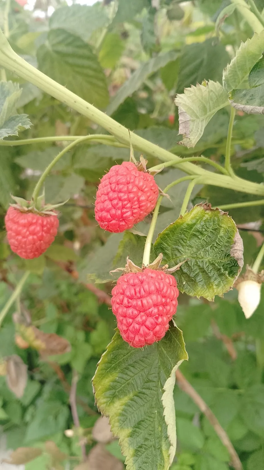 Frambuesas maduras en la planta